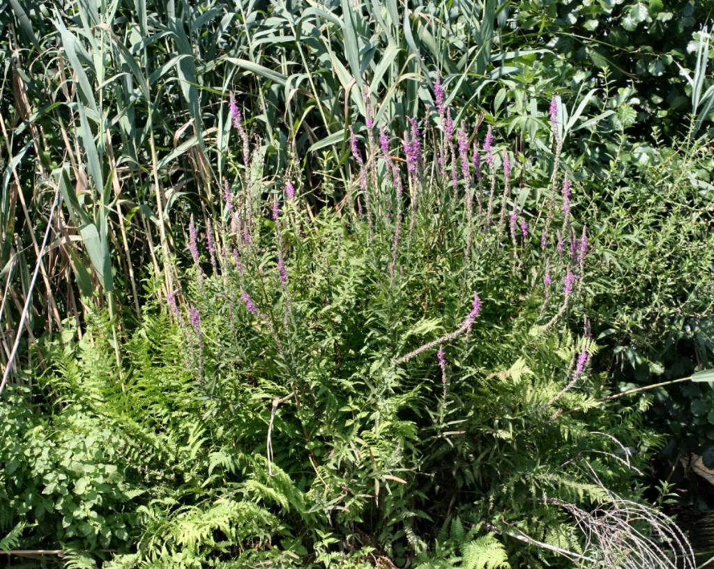Lythrum salicaria